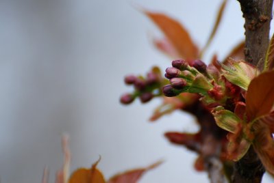 Prunus serrulata 'Kanzan' - višeň ozdobná - pupen květ